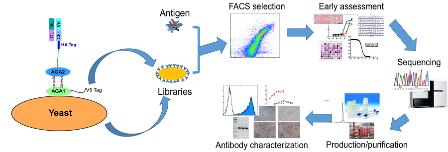 ANEAT-Id<sup>®</sup> AN’s High Efficiency Antibody Technology for Identification/Development