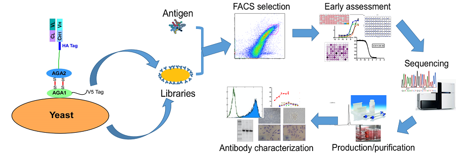 ANEAT-Id<sup>TM</sup> AN’s High Efficiency Antibody Technology for Identification/Development